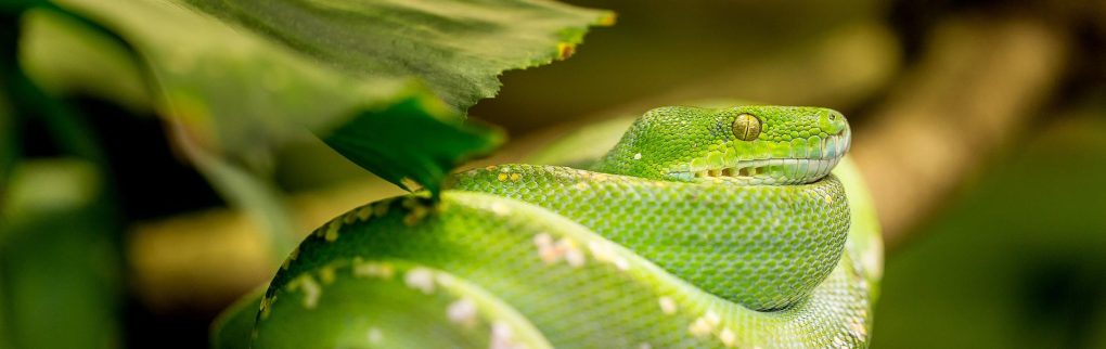 Grüne Schlange