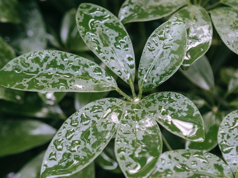 Pluie Charente Maritime