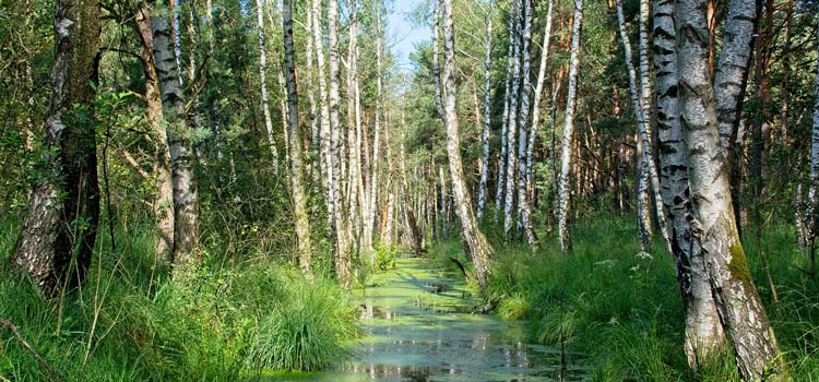 Marais de Brouage en Charente-Maritime