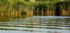 Marais de Brouage