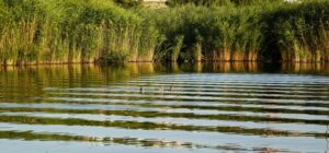 Marais de Brouage