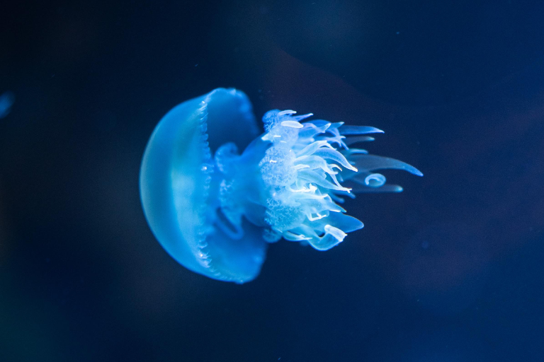 Aquarium De La Rochelle